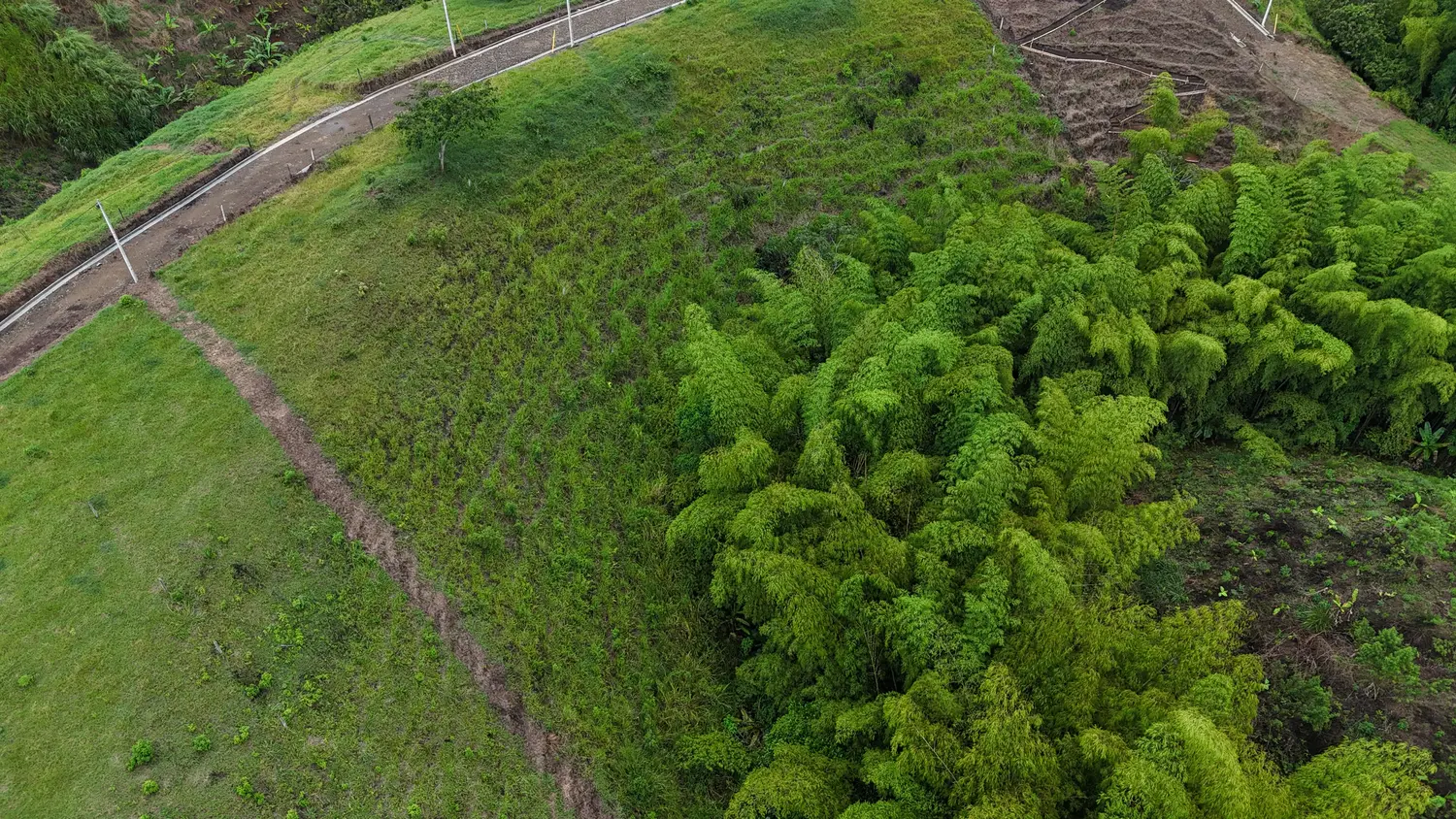 Vista aérea del entorno de Las Mañanitas Naturalmente en Alcalá, con guaduales y bosque